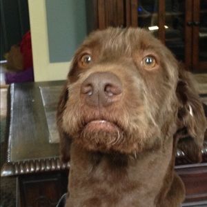 Meet your Posher, Chris